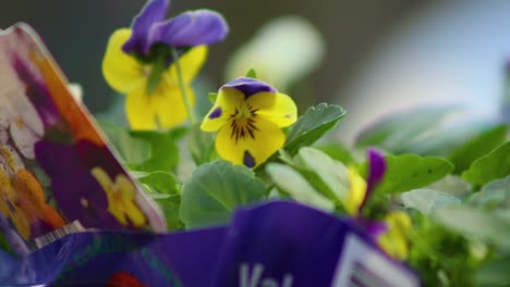 winter pansies waiting to be planted ready to brighten the coming winter months