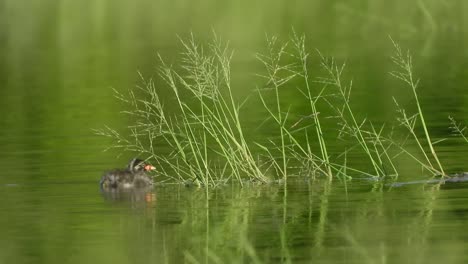 Zwergtaucher-Im-Teichbereich