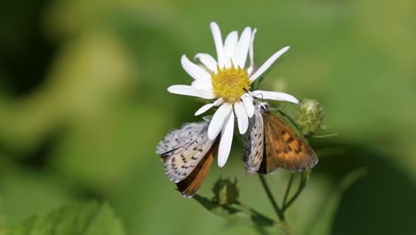 Beautiful-macro-close-up-of-two-small-butterflies-flying-and-fighting-to-land-on-a-white-flower-to-feed-in-the-Grand-Teton-National-Park-near-Jackson-Hole,-Wyoming,-USA-on-a-warm-sunny-summer-day