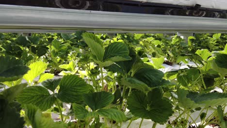 verdant foliage of a cultivated fruit farm in a greenhouse