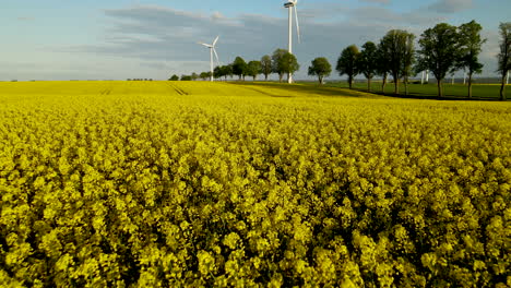 two wind turbines spinning in sunny field of golden yellow flowers in lebcz poland