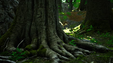 majestic forest with ancient tree roots in a tranquil natural setting
