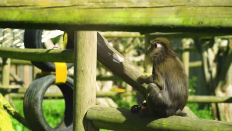 el pequeño y dulce mono bebé está comiendo una jugosa fruta de dragón púrpura solo en el área de juegos aislado disfrutando de la felicidad alegría hermoso paisaje cinematográfico vívido en cámara lenta