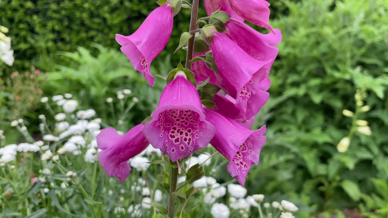 잘 관리 된 정원 에서 아름다운 꽃 들