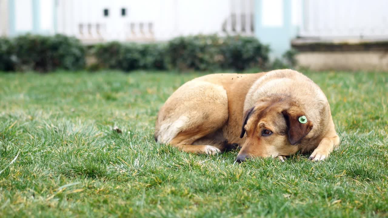 마당 에 있는 외로운 개