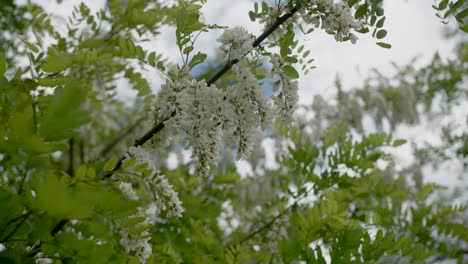 Flores-Blancas-En-Las-Ramas-De-Los-árboles-De-Acacia-Negra,-De-Cerca