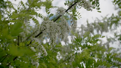White flowers on black locust tree branches, close up
