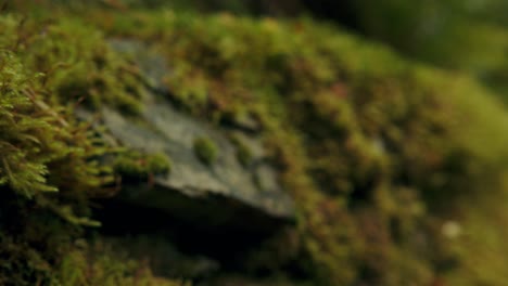 yellow green moss lichen grows on stone wall in dark damp environment