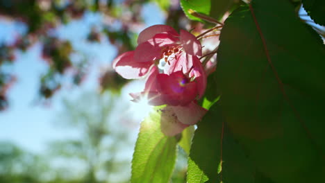 Pink sakura flowers blooming against golden sun. Warm day in garden with sakura.