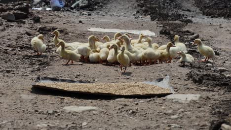 un grupo de patitos siguen a su madre al aire libre.