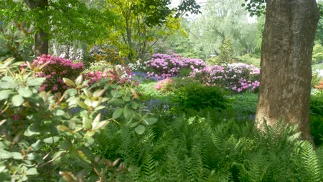 japanese garden bushes, trees, flowers.