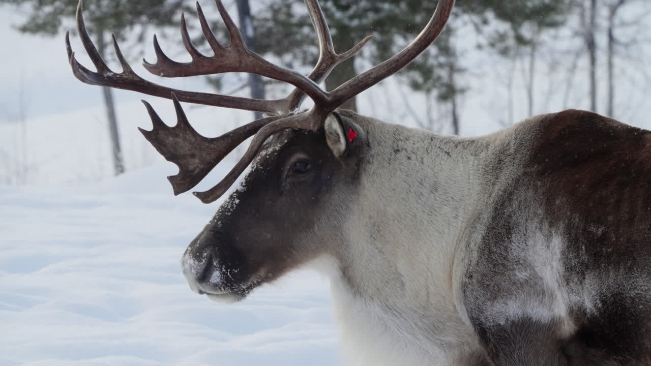 A majestic bull woodland caribou forages in the deep snow of Canada’s frigid winter landscape. This close-up scene highlights the creature’s resilience and awe-inspiring antlers.