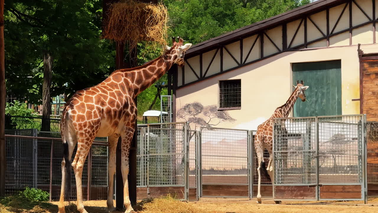 Giraffes in their zoo pen. Two giraffes stand in their zoo enclosure, interacting near the feeding area on a sunny day