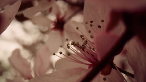 closeup view of tree flowers blossoming on branch. tranquil floral scene.