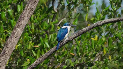 la cámara se aleja y se desliza hacia el centro mientras este pájaro está posado en una rama durante un día de viento, el pescador de cuello todiramphus chloris, tailandia