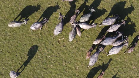 herd of buffaloes grazing in sun, aerial view from top with long shadows