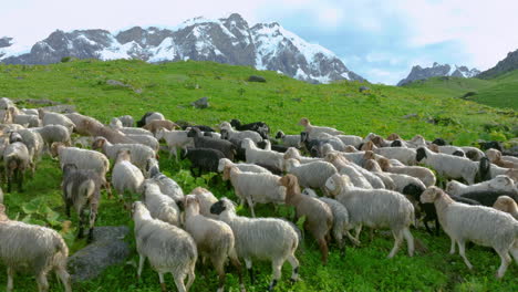 drone follows sheep in green grassland hill of nepal