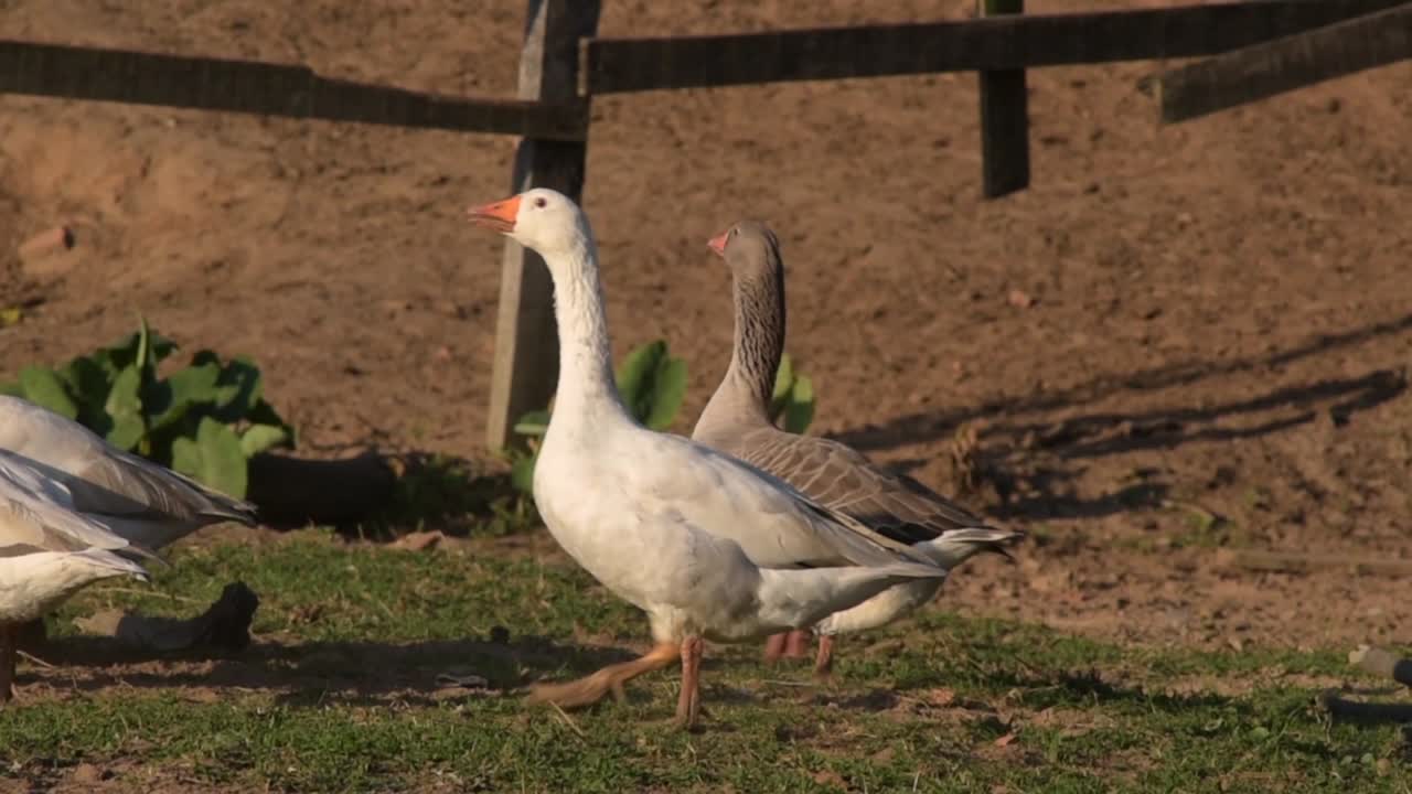 bandada de gansos corriendo por el prado