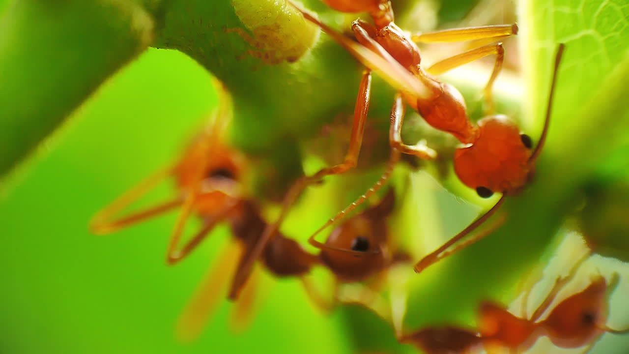 vista macro de cerca de las hormigas rojas pastores protegiendo y criando áfidos para el melocotón, una secreción rica en azúcar favorecida por las hormigas como fuente de alimento
