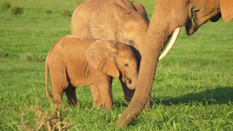 family of elephants close to each other eating shrubbery in the field