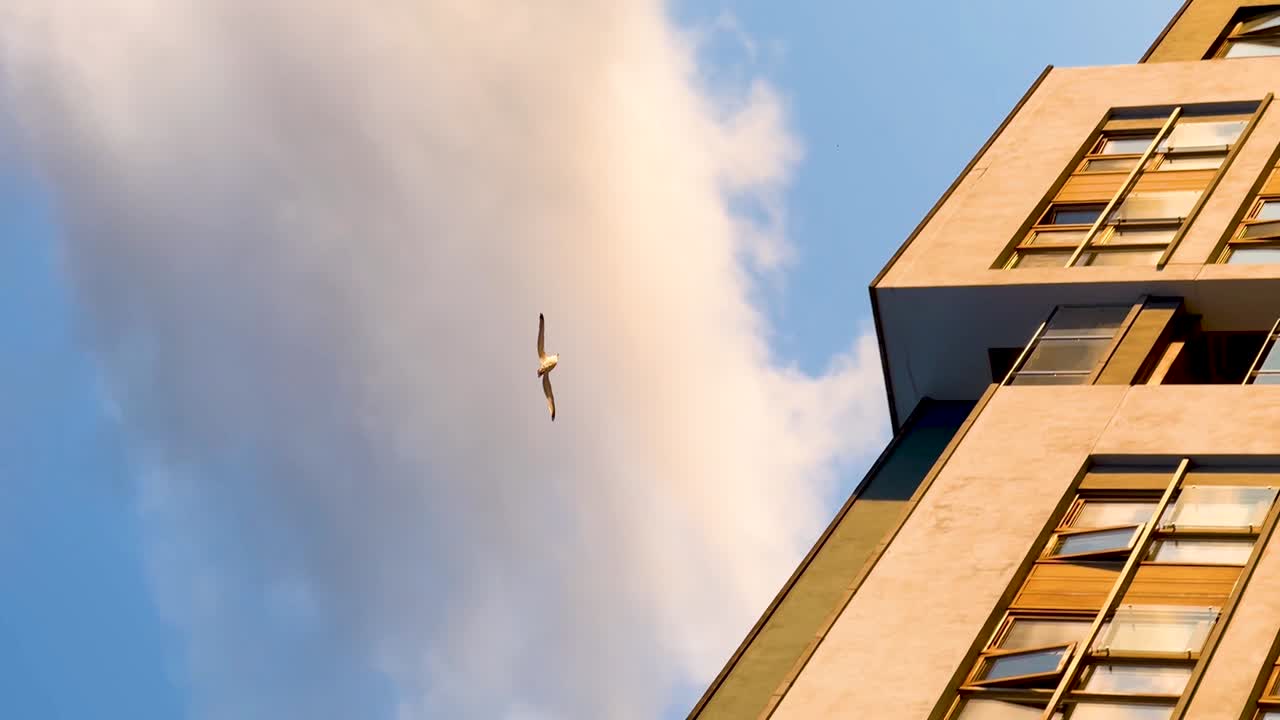 Urban Serenity: Following a Seagull's Flight Over The Buildings During Golden Hour