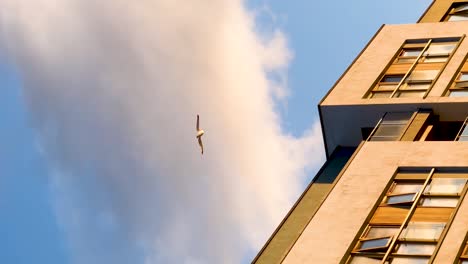 Serenidad-Urbana:-Siguiendo-El-Vuelo-De-Una-Gaviota-Sobre-Los-Edificios-Durante-La-Hora-Dorada