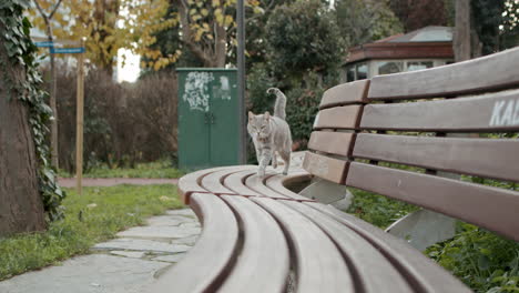 gorgeous grey tabby cat walking alone with her silky smooth fur and swinging tail on wooden park benches in slowmo