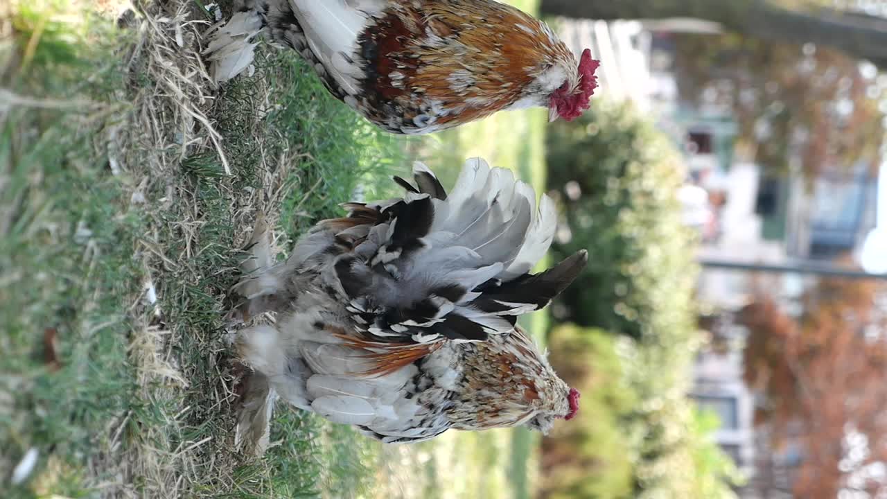 Rooster in a Yard