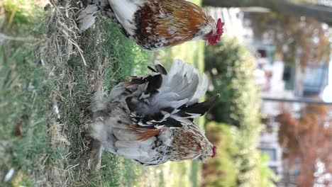 rooster in a yard