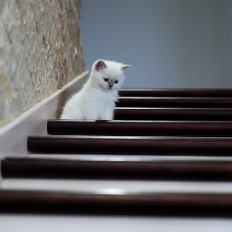 cat sits on wooden stairs