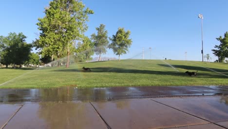perros jugando en el agua