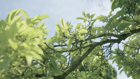 沿著樹枝慢慢拍攝