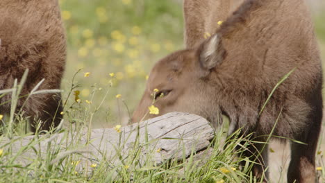 juvenile european bison calves scratching themselves at stump in swedish meadow