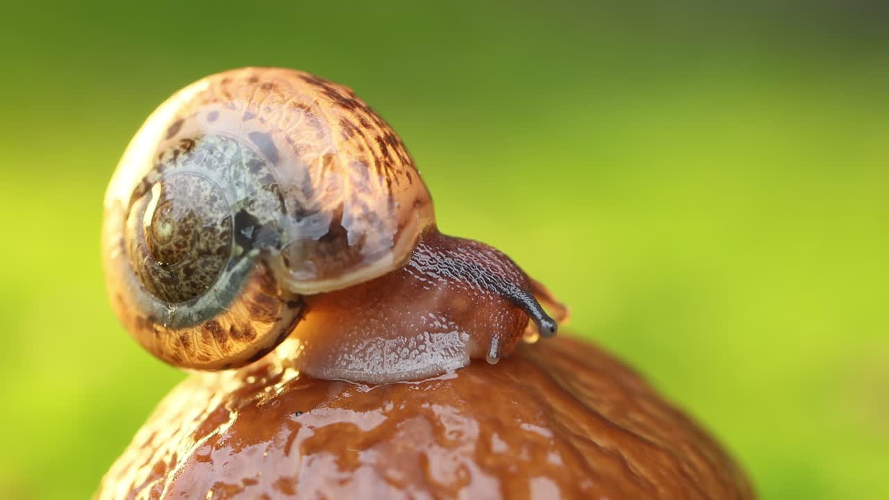primer plano de un caracol que se arrastra lentamente en la luz del atardecer.