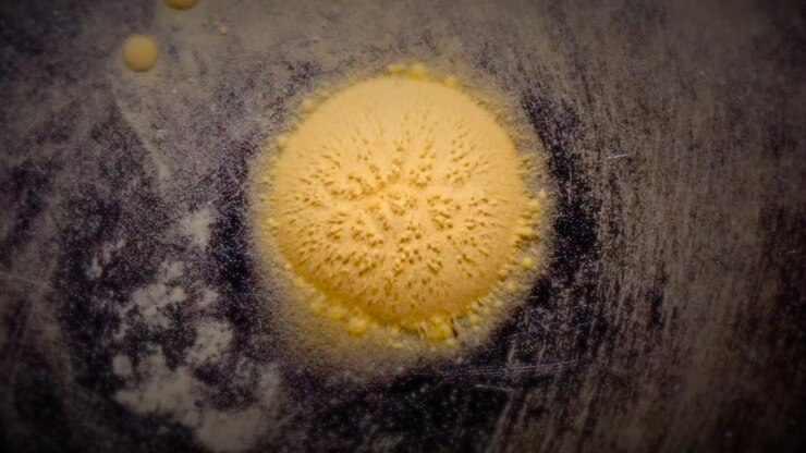 Star-like cellular mass radiates then explodes