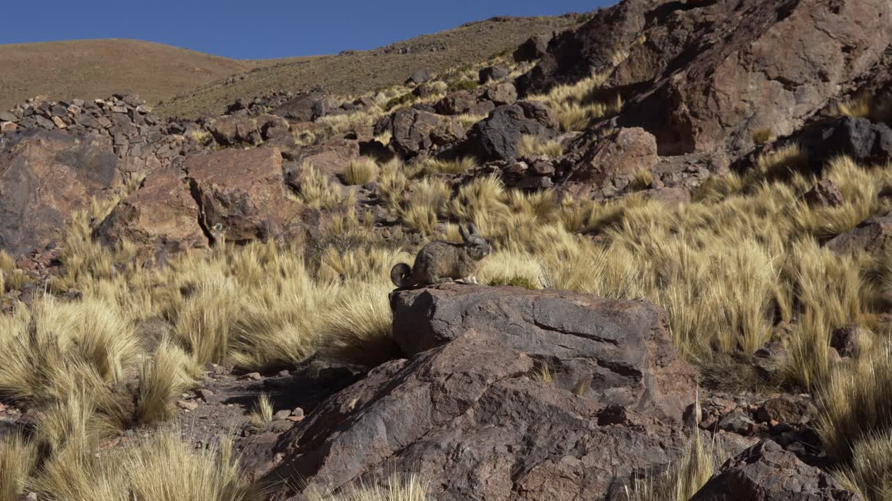 Arctic hare rabbit Bolivia tundra highlands wildlife animal thick grey color fur coat