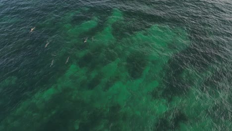 grupo de delfines nadando en el océano índico