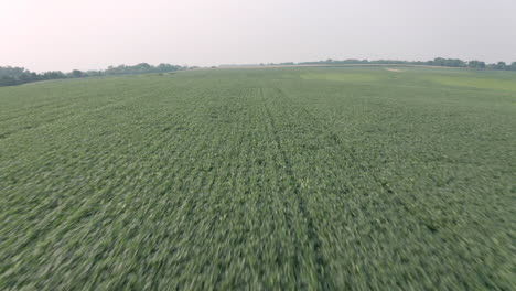 Camera-flys-low-over-soy-bean-fields-in-Des-Moines,-IA