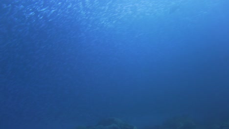 Enorme-Grupo-De-Peces-Está-Nadando-Sobre-La-Cámara-En-Cámara-Lenta