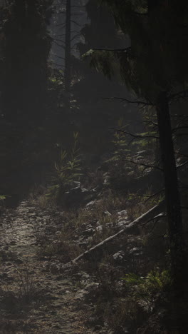 a dark and foggy forest path