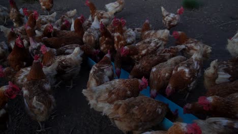 viajar, mano, vista de ángulo alto de un grupo de gallinas alimentándose al atardecer