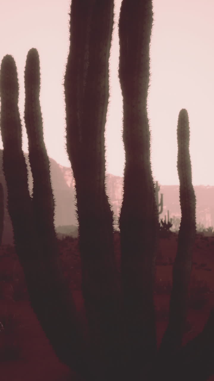 un primer plano de una planta de cactus en un entorno desértico