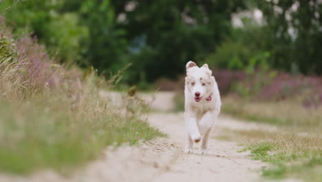 Australischer-Schäferhund-Welpe-Läuft-Auf-Unbefestigter-Straße-Und-Blickt-In-Zeitlupe-In-Die-Kamera