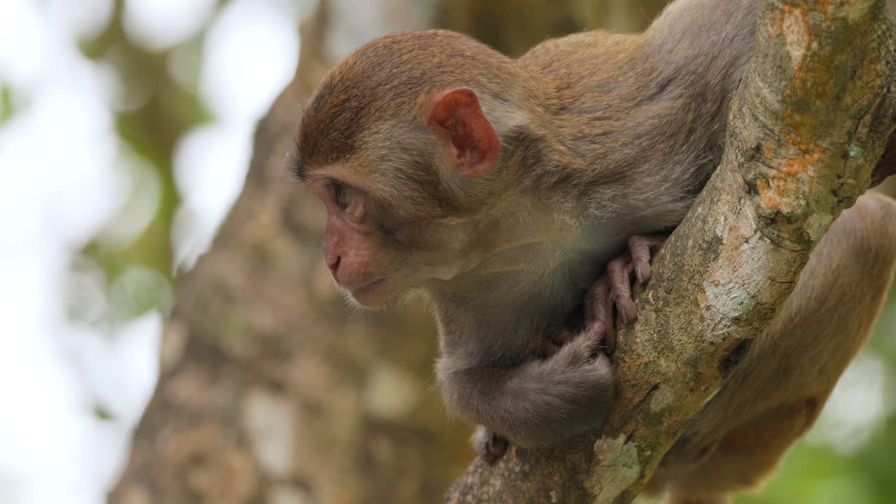 los macacos constituyen un género (macaca) de monos gregarios. los macacos se encuentran en una variedad de hábitats en todo el continente asiático y son altamente adaptables.