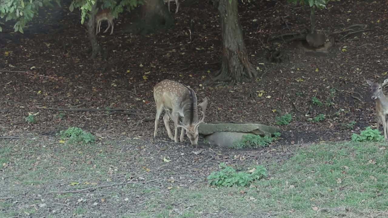 숲 앞 배경에 가을 색으로 덮인 풀밭에 큰 뿔이 달린 큰 흰 꼬리 사슴 벅