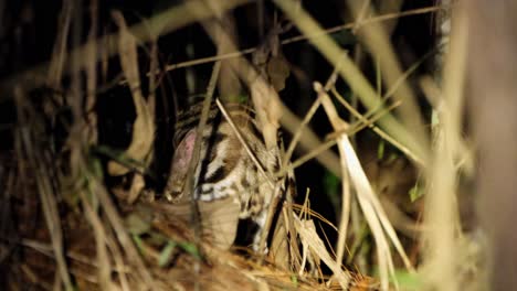 Visto-Dentro-De-La-Hierba-Seca-En-Medio-De-La-Noche-En-Verano,-Lamiendo-Su-Pata-Y-Peinando-Su-Cabeza-Para-Limpiar