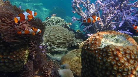 nemo clown fish at colorful and beautiful healthy coral reef, underwater seascape