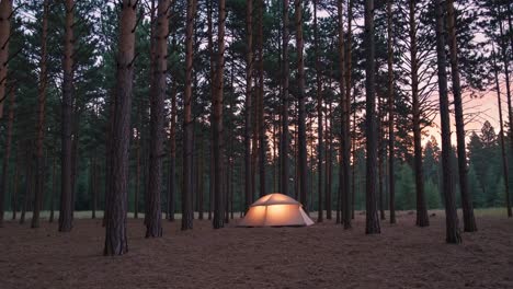 camping in a pine forest at sunset