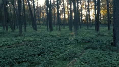 sunlight illuminates grass  in forest