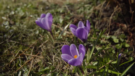 three purple crocus growing in the garden in spring time right before easter 4k close up